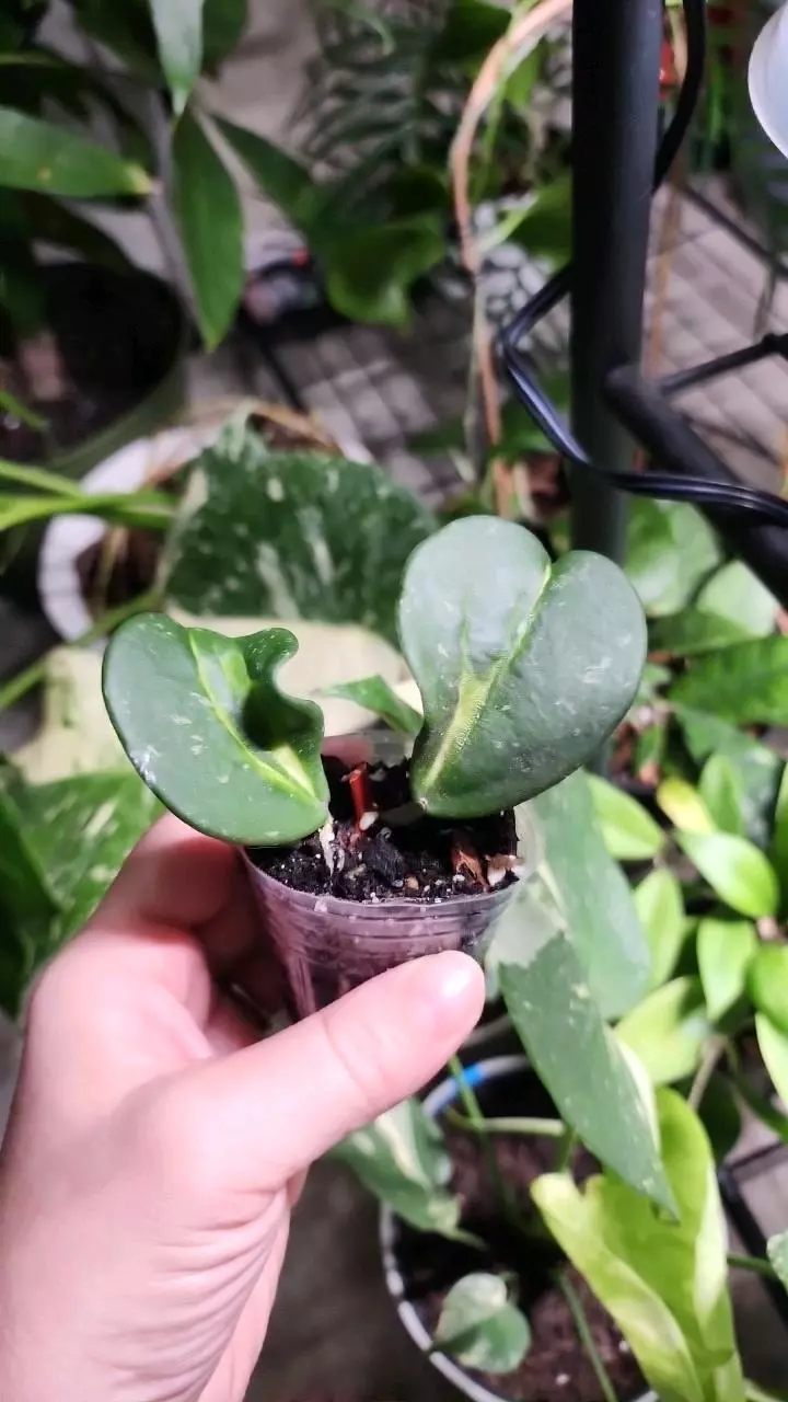 plant/Hoya obovata inner variegated splash D-0
