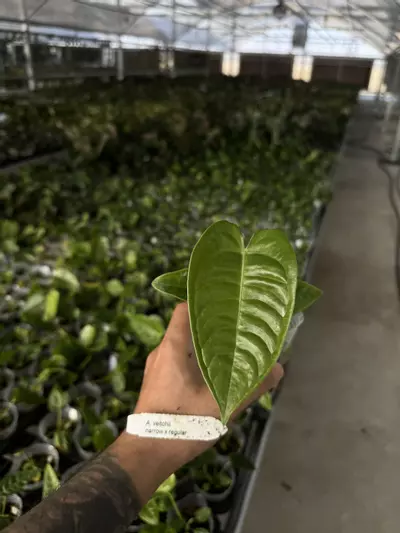 plant/A. veitchii narrow x regular-0-thumbnail