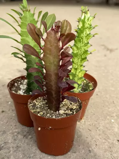 plant/3-Pack Euphorbia Trigona Bundle – Red, Green & Variegated (2” Pots)-4-thumbnail