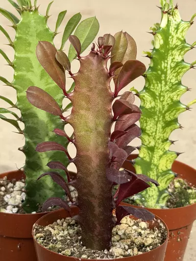 plant/3-Pack Euphorbia Trigona Bundle – Red, Green & Variegated (2” Pots)-0-thumbnail