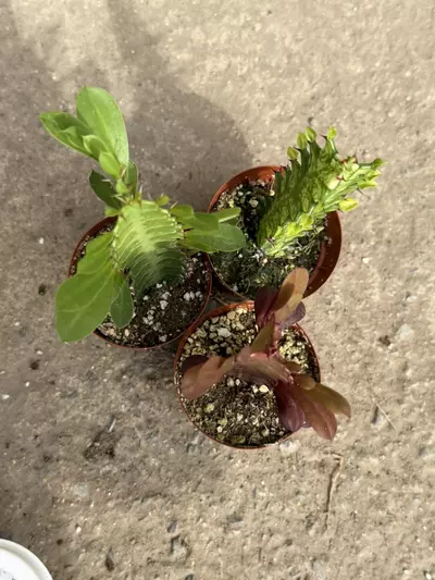 plant/3-Pack Euphorbia Trigona Bundle – Red, Green & Variegated (2” Pots)-5-thumbnail