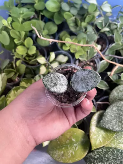 plant/Hoya Mathilde Splash-0-thumbnail