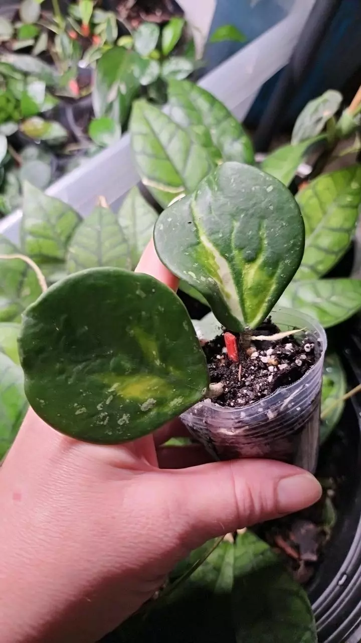 plant/Hoya obovata inner variegated splash E-0