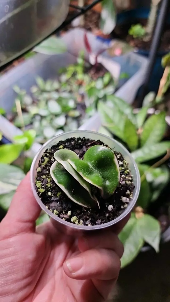 plant/Hoya compacta variegated-1