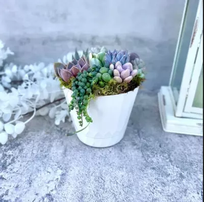 plant/Surfside Serenade - Potted Succulent Garden-1-thumbnail