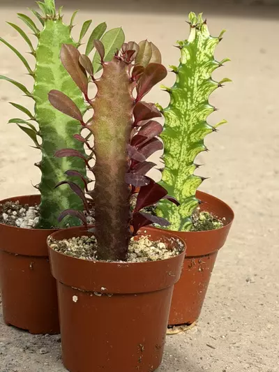 plant/3-Pack Euphorbia Trigona Bundle – Red, Green & Variegated (2” Pots)-2-thumbnail