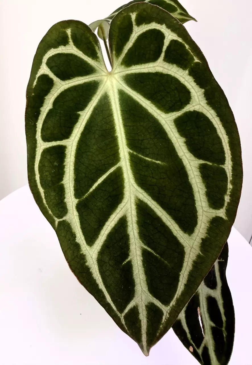 plant/Carlablackiae grown from seed in cataphyll-1