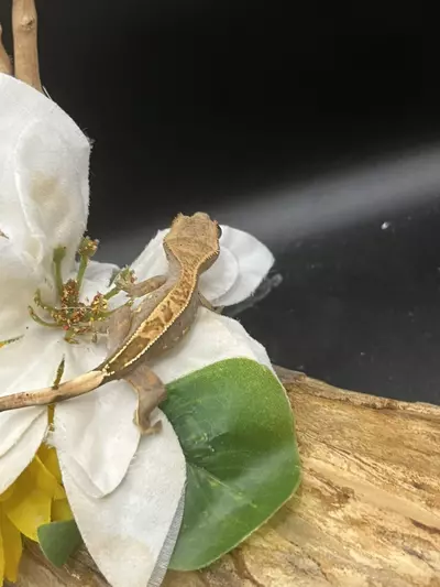 plant/66% axanthic Harle dal out of axel x sonic blotch 5.24.25 8.3g-3-thumbnail