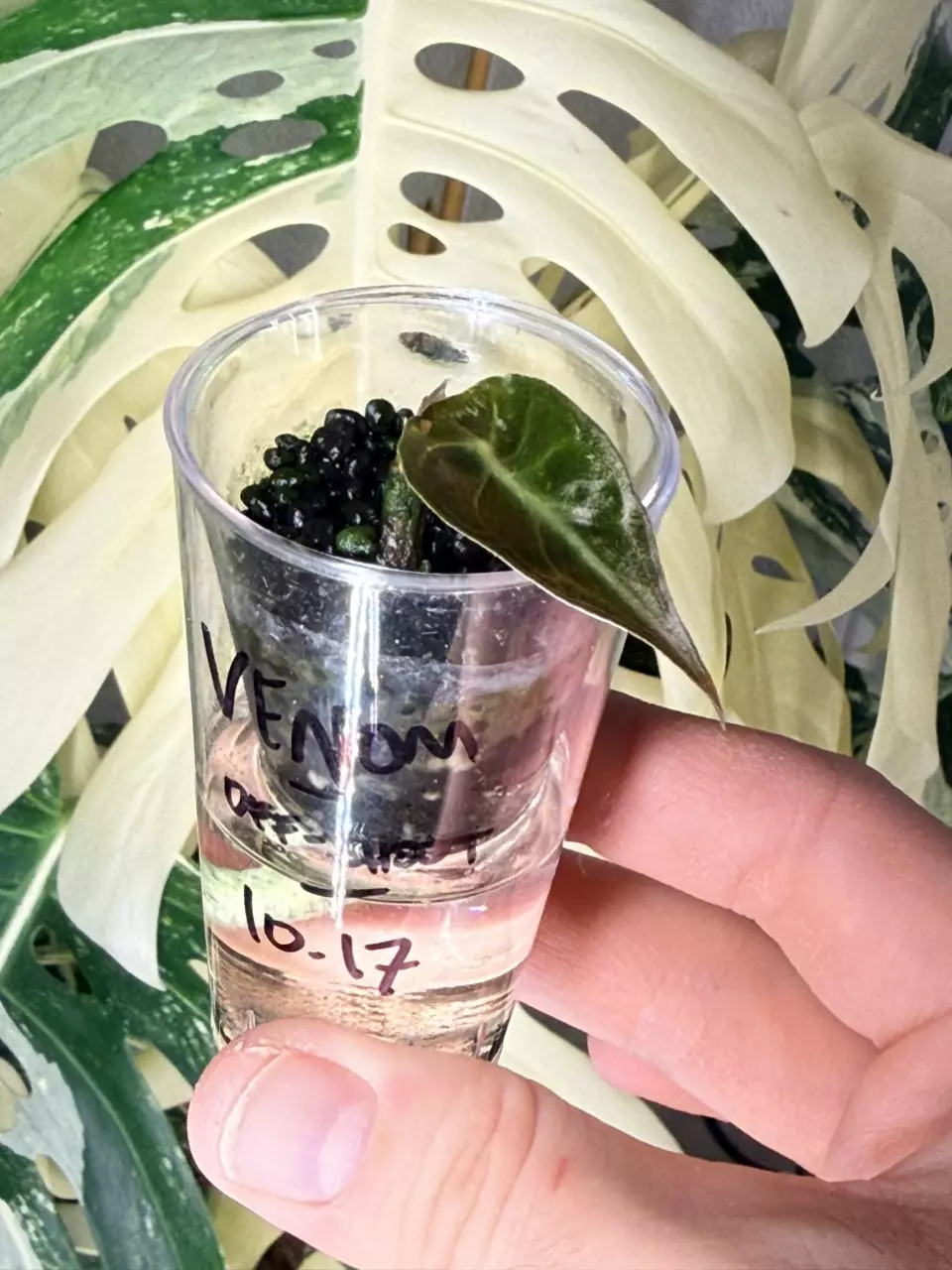 plant/🐍Alocasia Venom Off-shoot 🐍-3