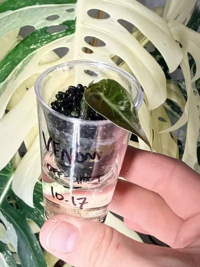 plant/🐍Alocasia Venom Off-shoot 🐍-3-thumbnail