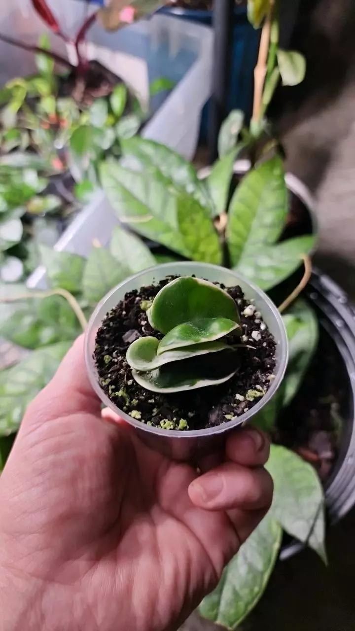 plant/Hoya compacta variegated-0