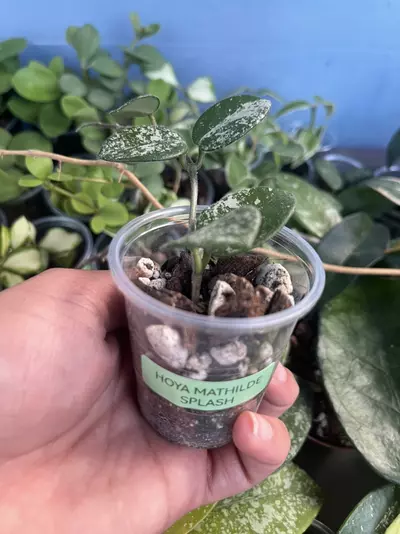 plant/Hoya Mathilde Splash-1-thumbnail