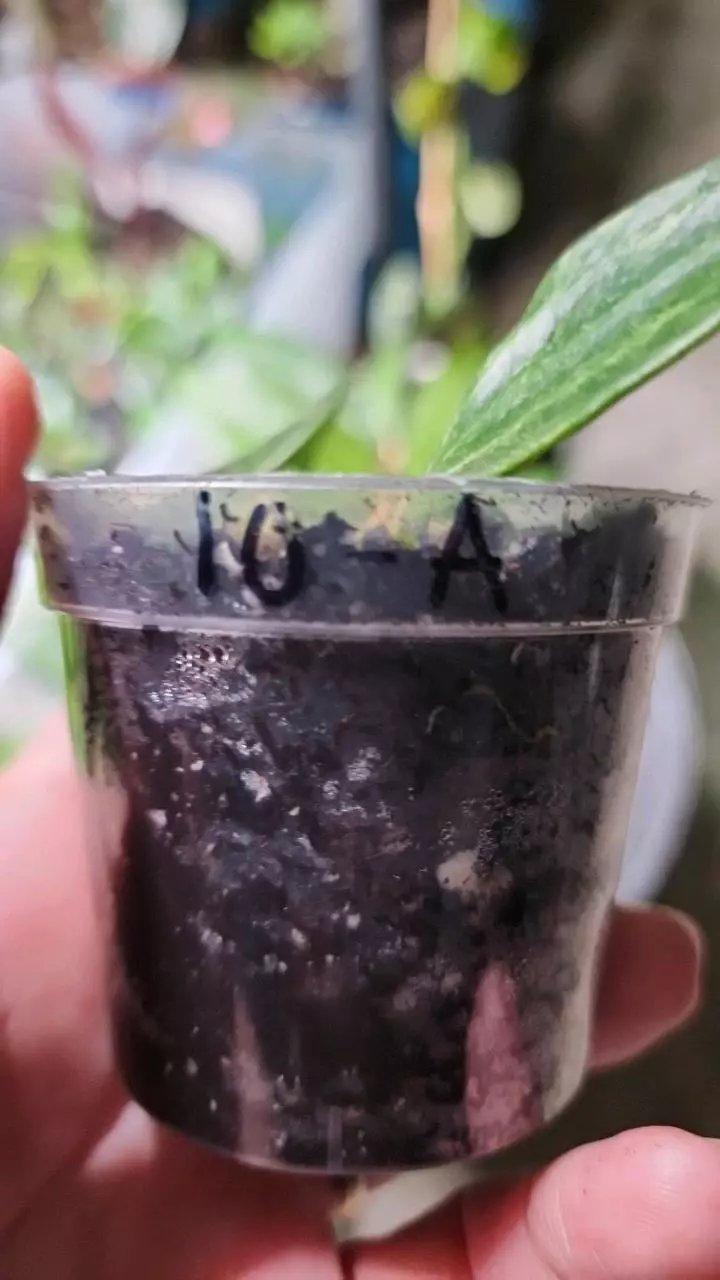 plant/Hoya rangsan A-1