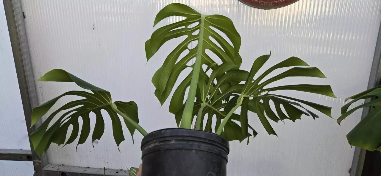 plant/Monstera deliciosa var. Sierrana-1