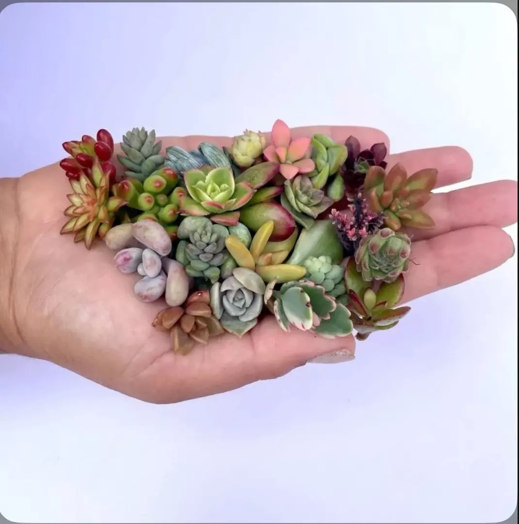 plant/Mini Succulent Cuttings set of 10-0