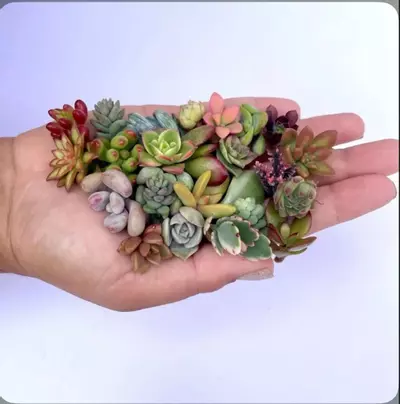 plant/Mini Succulent Cuttings set of 10-0-thumbnail