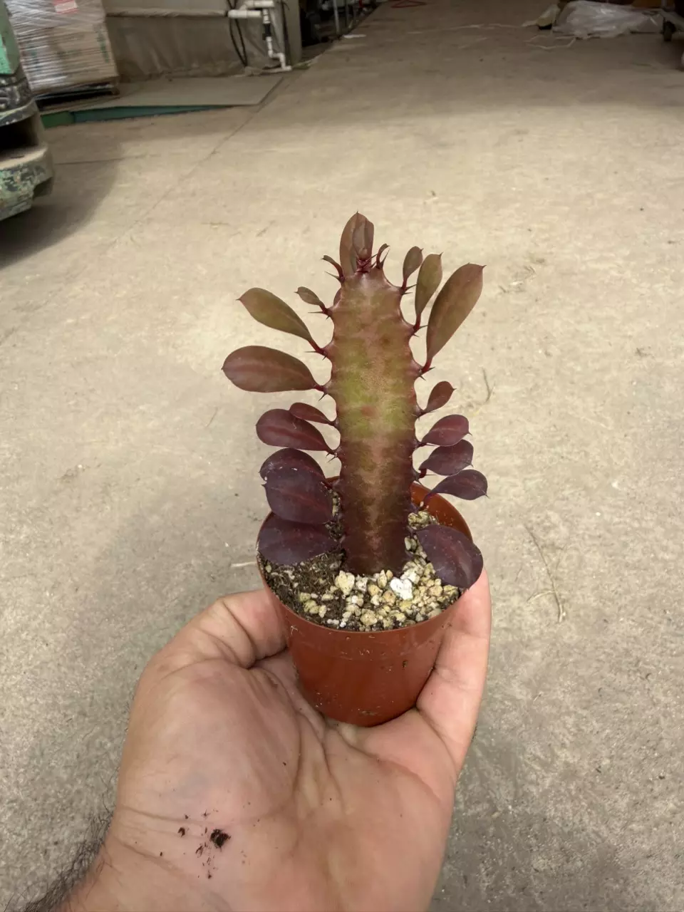 plant/Euphorbia Trigona ‘Rubra’ – Red African Milk Tree – 2” Pot-0