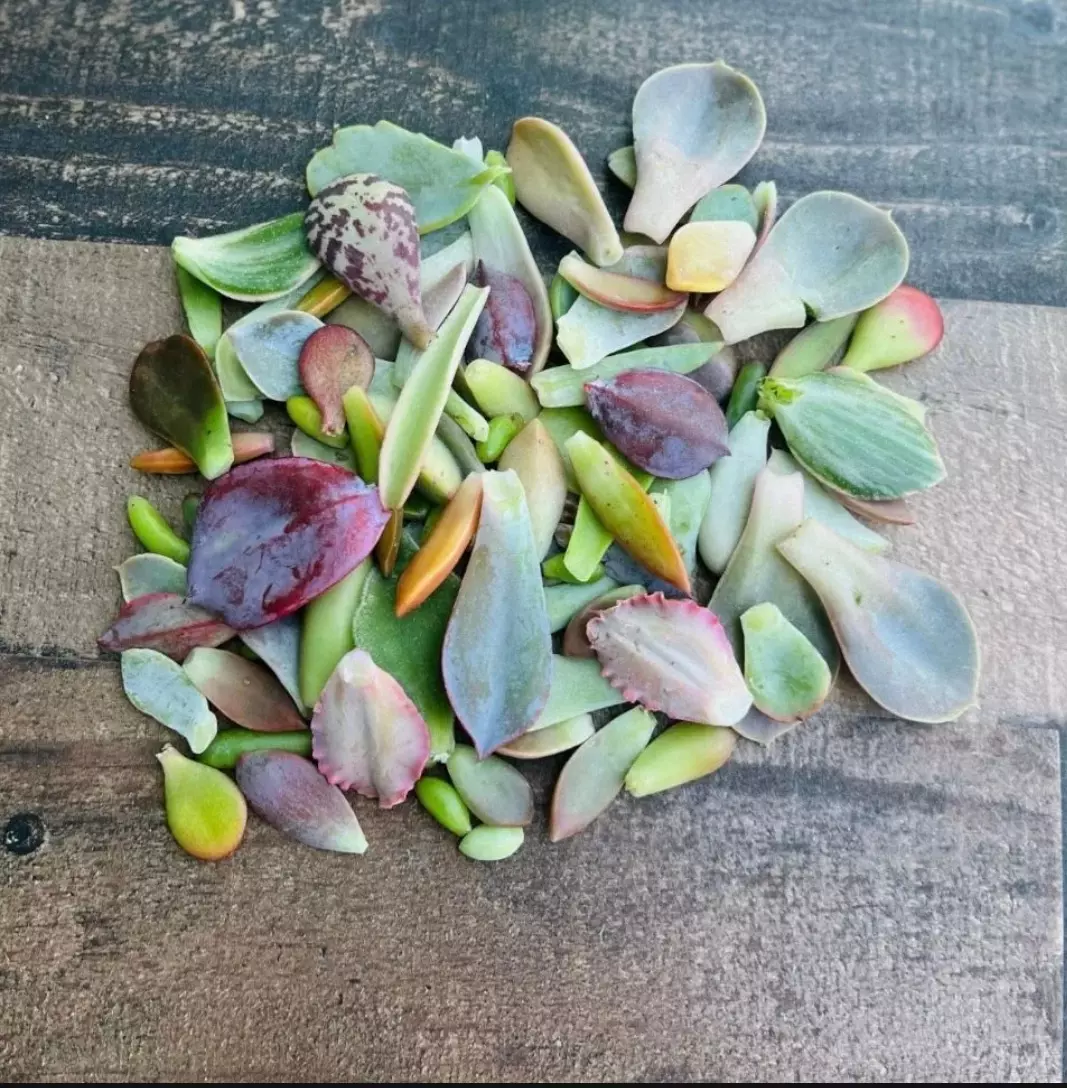 plant/50 Leaves for Propagation-1