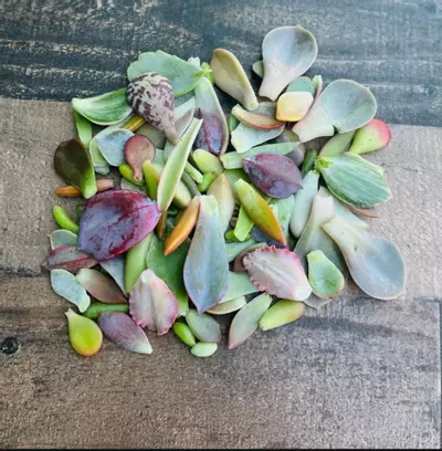 plant/50 Leaves for Propagation-1-thumbnail