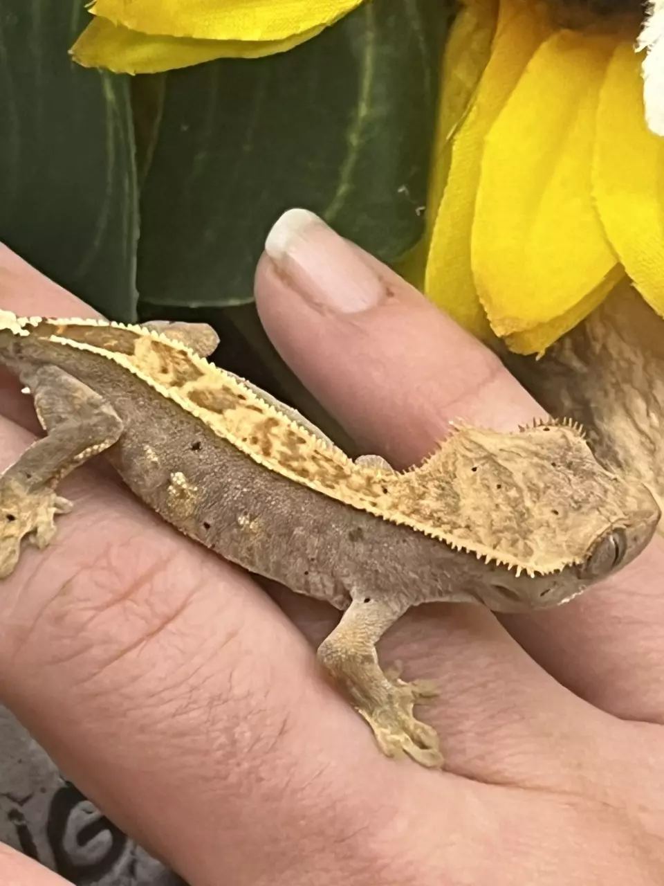 plant/66% axanthic Harle dal out of axel x sonic blotch 5.24.25 8.3g-1