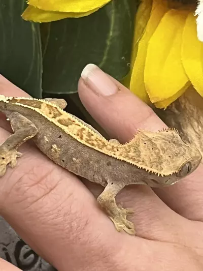 plant/66% axanthic Harle dal out of axel x sonic blotch 5.24.25 8.3g-1-thumbnail