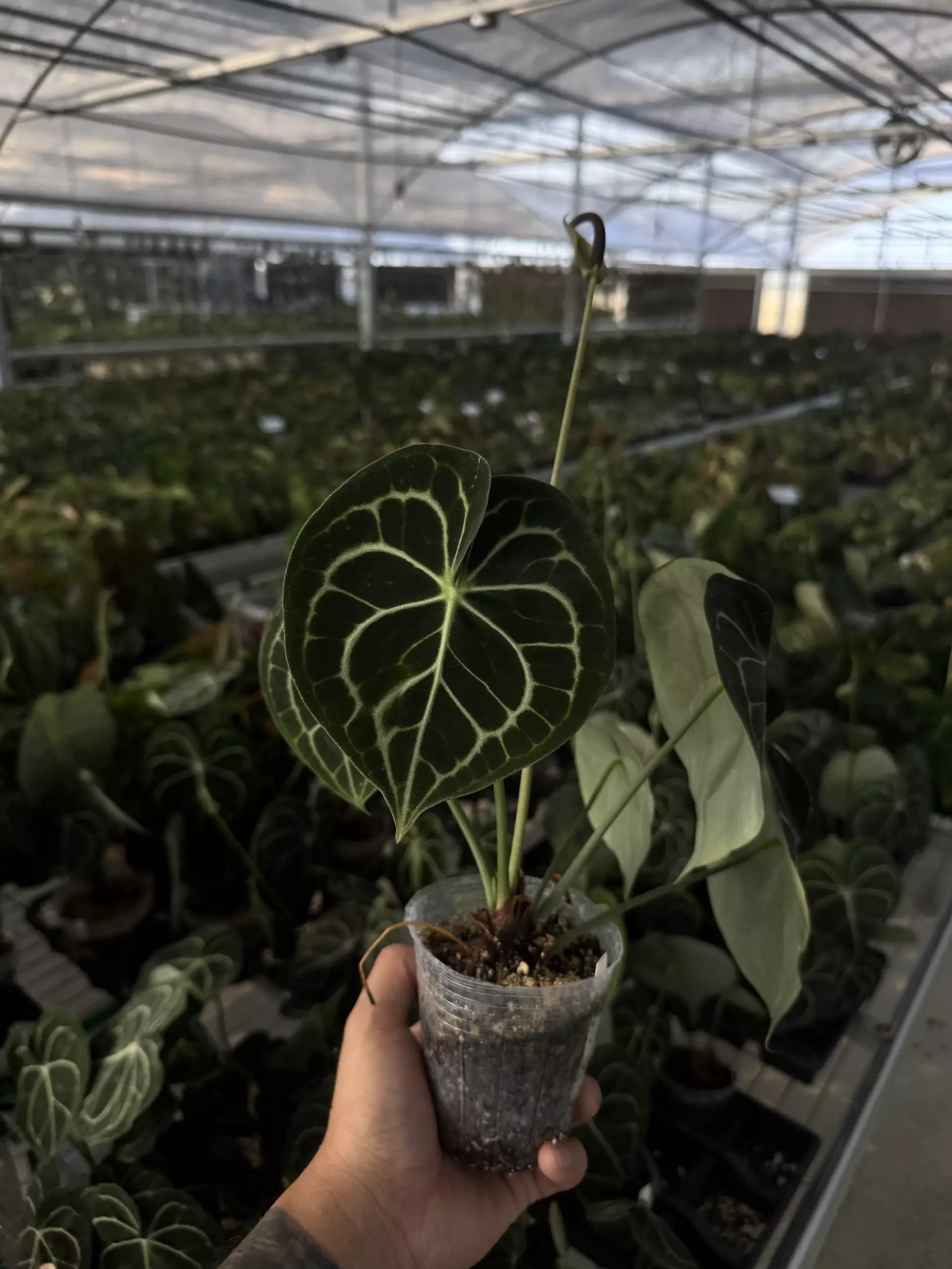 plant/A. clarinervium medium-0