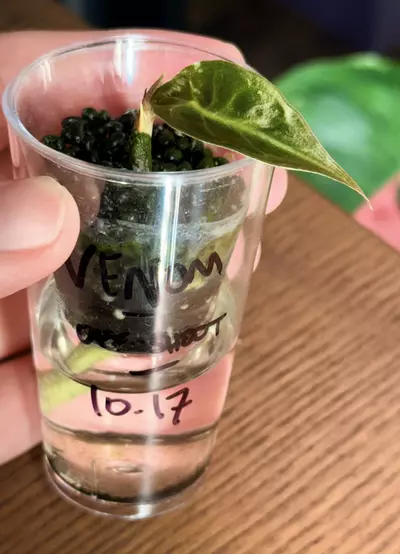 plant/🐍Alocasia Venom Off-shoot 🐍-2-thumbnail