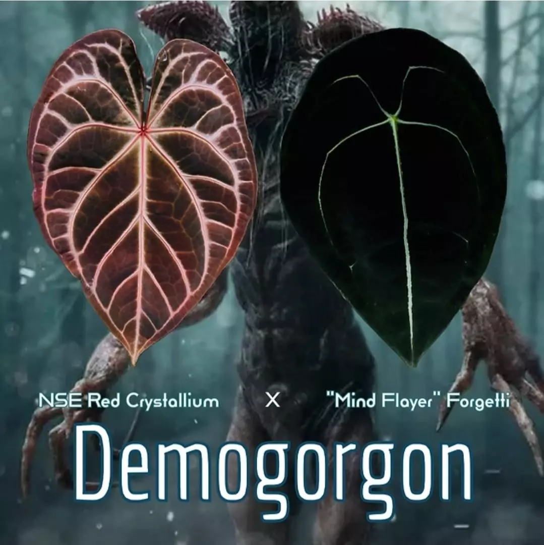 plant/#0096 Demogorgon-2