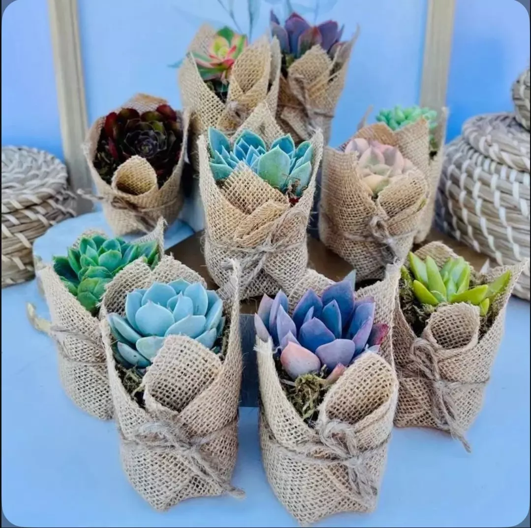 plant/Set of 10 - Burlap Wrapped Succulents-0