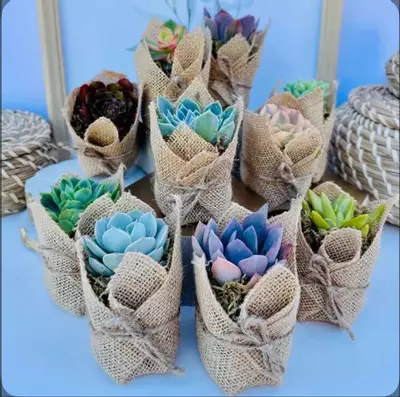 plant/Set of 10 - Burlap Wrapped Succulents-0-thumbnail