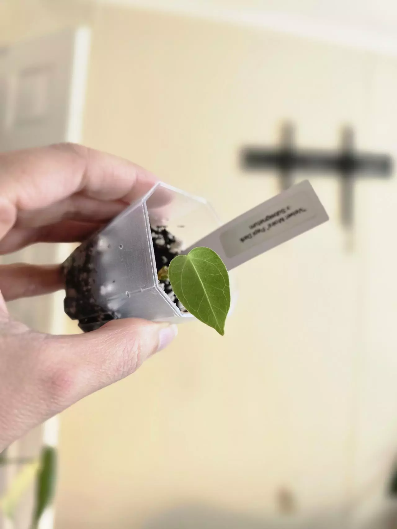 plant/#0092 Velvet Moira-0