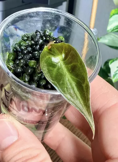 plant/🐍Alocasia Venom Off-shoot 🐍-0-thumbnail