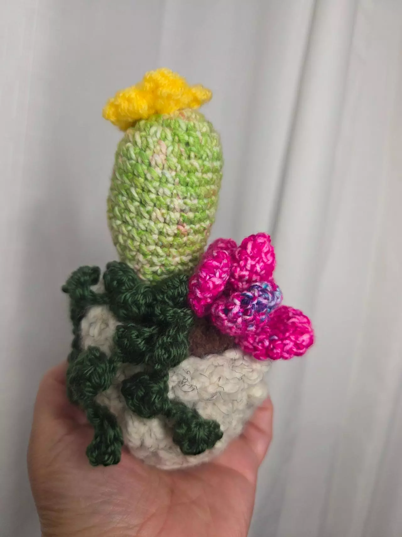 plant/Cactus Plant Assortment Handmade Colorful pot-0