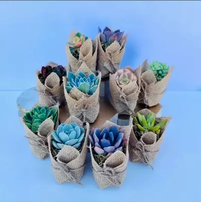 plant/Set of 10 - Burlap Wrapped Succulents-1-thumbnail