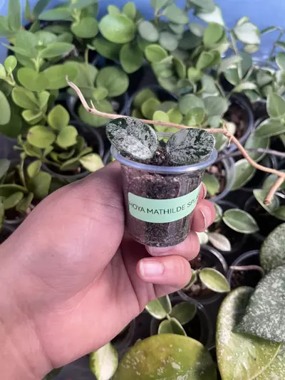 plant/Hoya Mathilde Splash-1-thumbnail