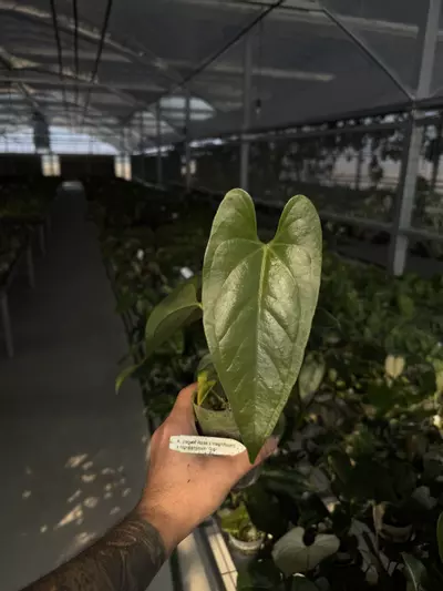 plant/A. (regale verde x magnificum) x nigrolaminum 'Gigi'-0-thumbnail