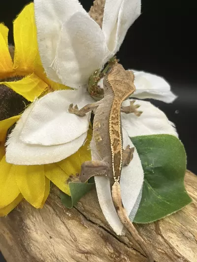 plant/66% axanthic Harle dal out of axel x sonic blotch 5.24.25 8.3g-2-thumbnail