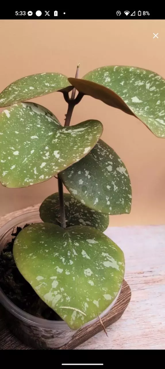 plant/Imbricata hybrid WRX103-101-0