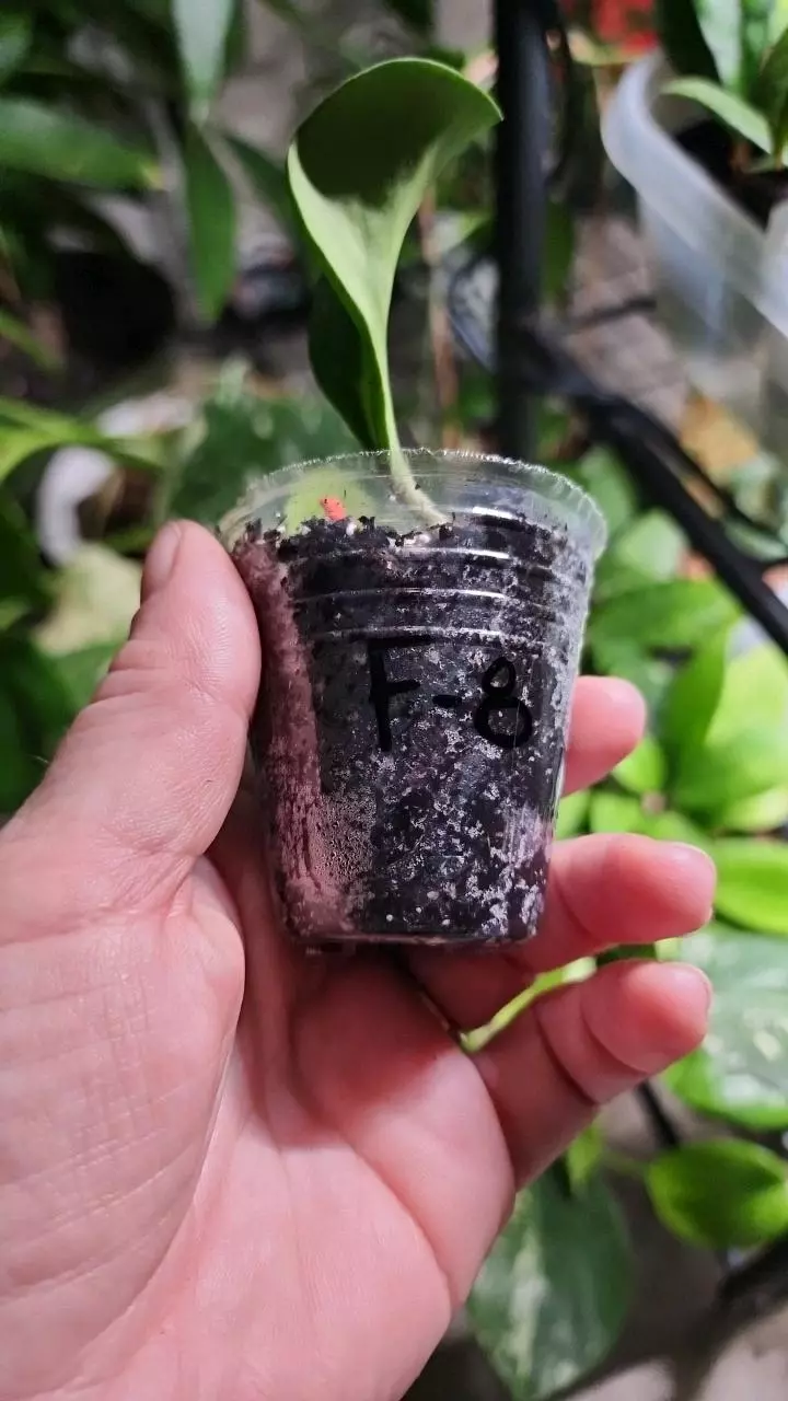 plant/Hoya obovata inner variegated splash F-1