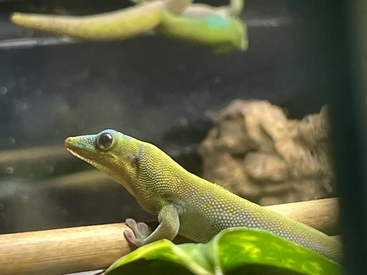 plant/Hawaiian Blue Day Gecko Pair 1.1.-1