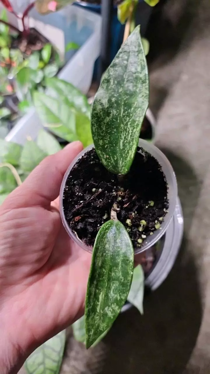 plant/Hoya rangsan B-0