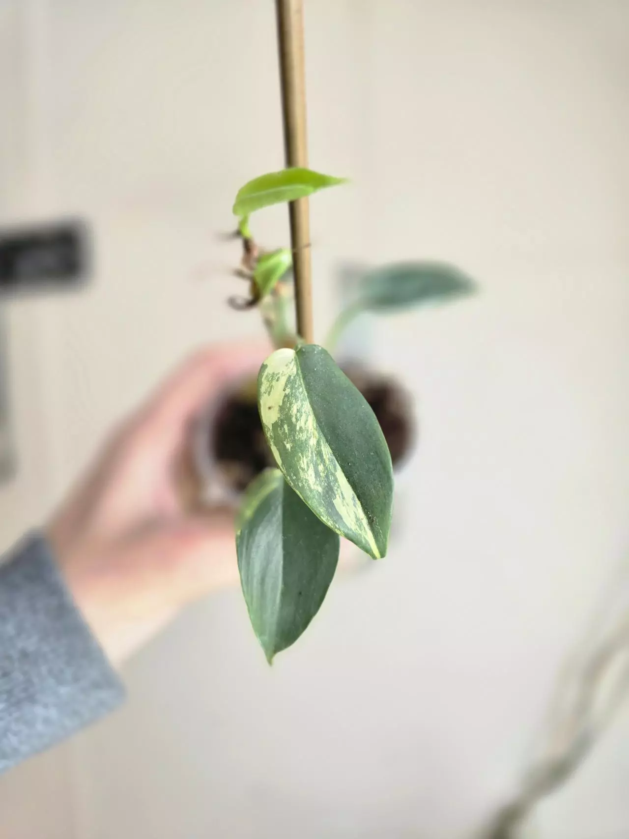 plant/#0086 Varigated Bipen-0