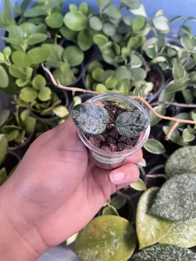 plant/Hoya Mathilde Splash-0-thumbnail