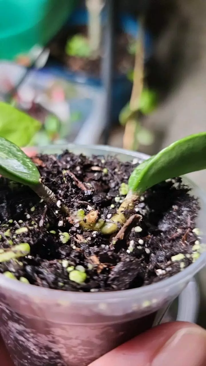 plant/Hoya rangsan B-2