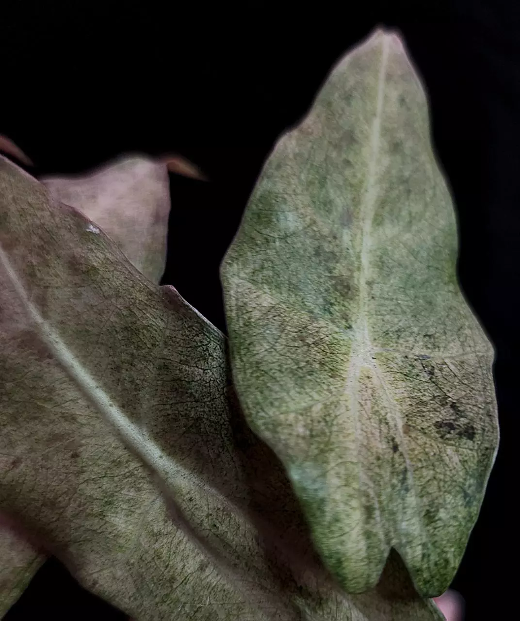 plant/Alocasia Black Satun Stardust CORM-0