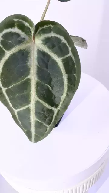 plant/Wonderboy x Purple Yurple from Wildroots-0