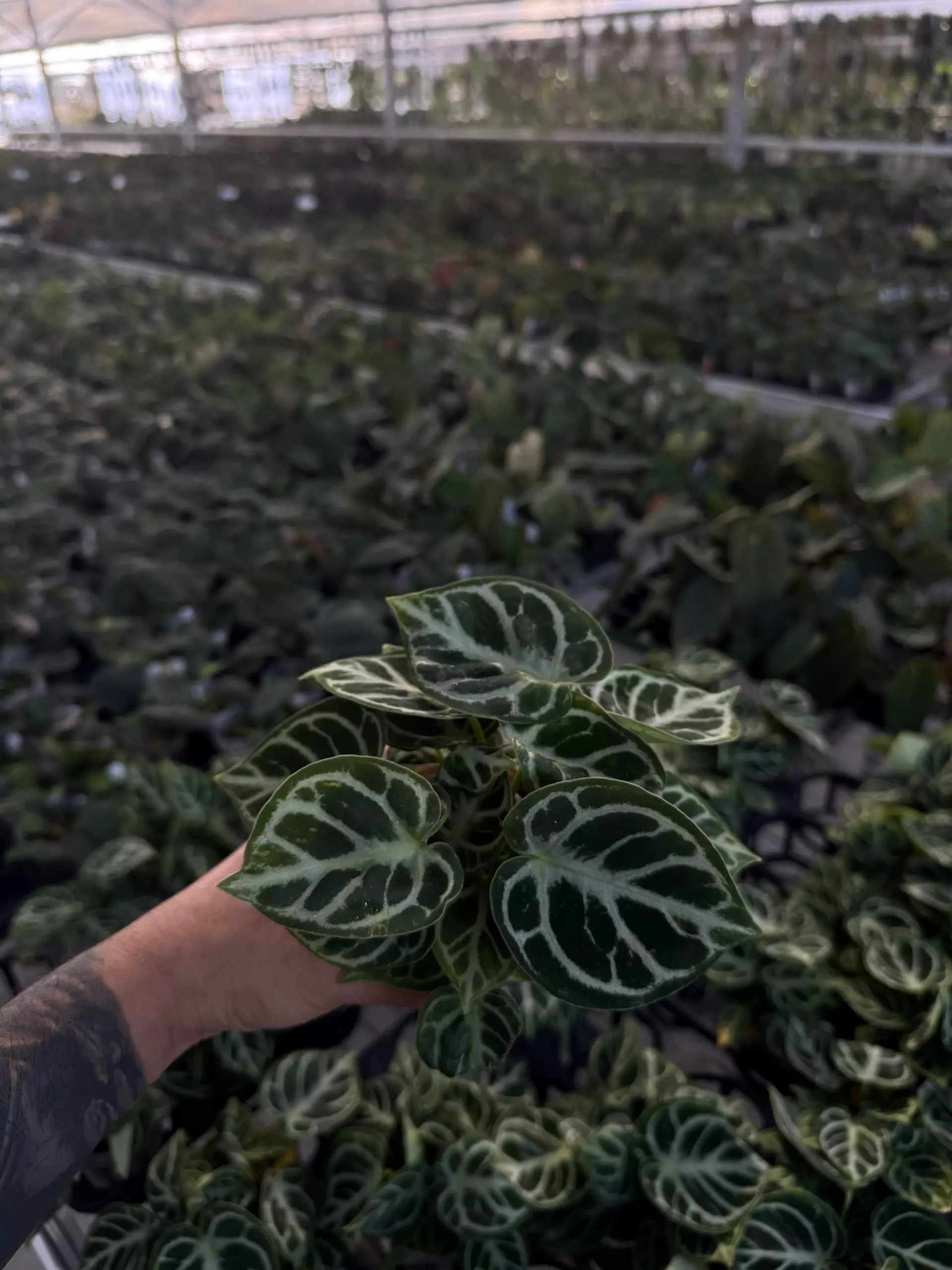 plant/A. Dorayaki round (multiple plants in a pot)-0