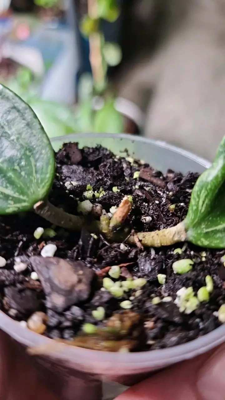 plant/Hoya rangsan A-2