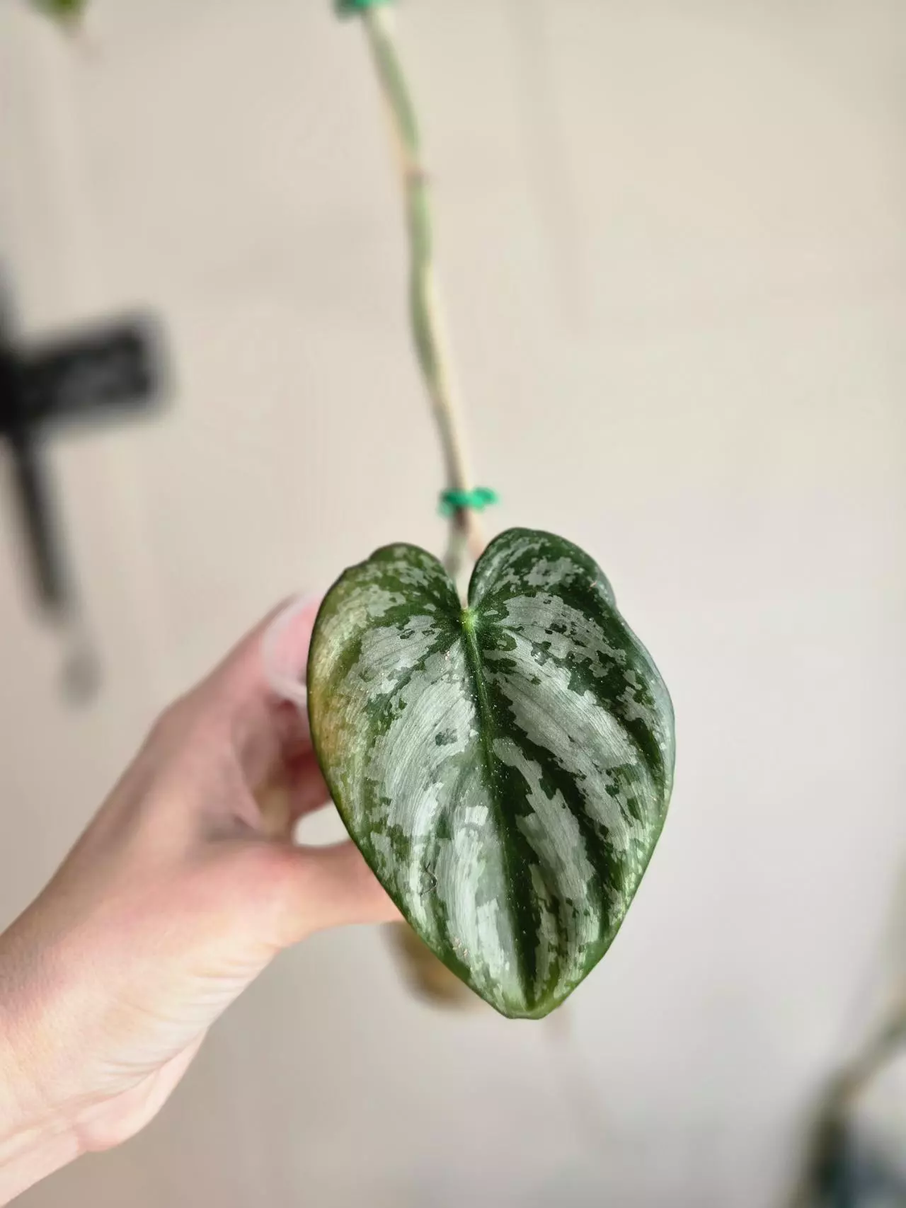 plant/#0090 Brandi-0