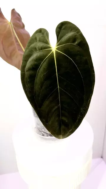 plant/Pure GY Papillilaminum in Cataphyll-0